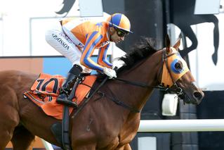 Melody Belle (NZ) wins her ninth Group One race and completes the Hawkes Bay Triple Crown. Photo: Trish Dunell